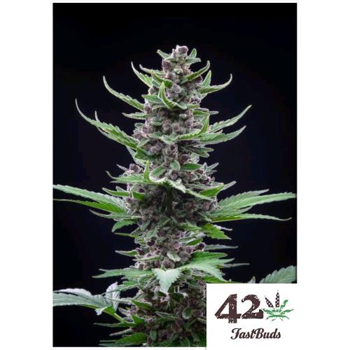 FAST BUDS - TROPICANA COOKIES AUTO - 10 SEMI