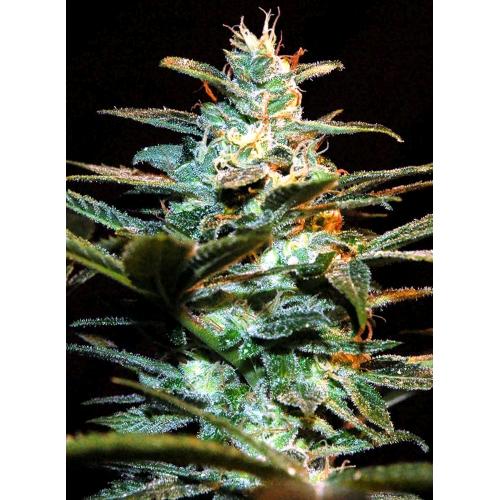 FUORI PRODUZIONE SWEET SEEDS - NYC DIESEL FEM - 5+2 SEMI