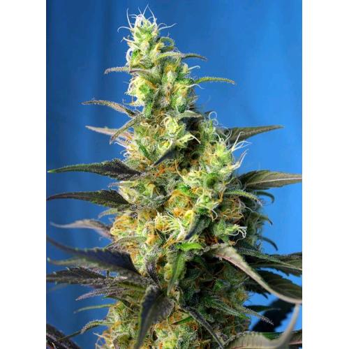 FINO A ESAURIMENTO SCORTE SWEET SEEDS - NYC DIESEL CBD - 3+1 SEMI