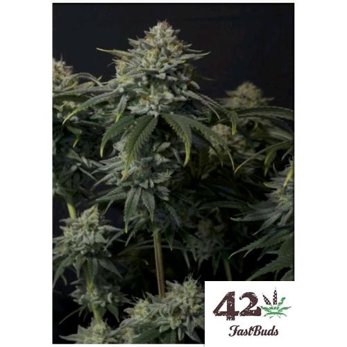 FAST BUDS - GORILLA COOKIES FF FEM - 3 SEMI