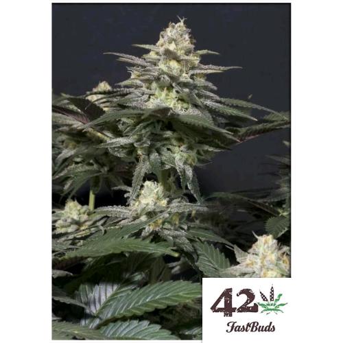FAST BUDS - PURPLE LEMONADE FF FEM - 3 SEMI