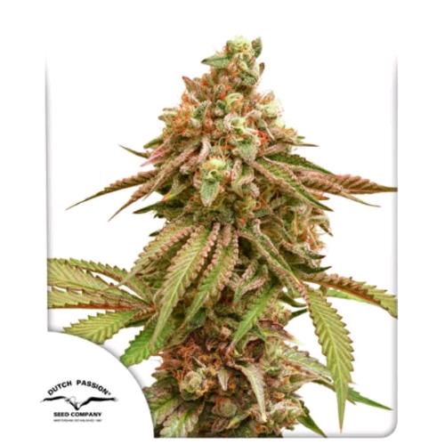 DUTCH PASSION - TROPICAL TANGIE FEM - 3 SEMI