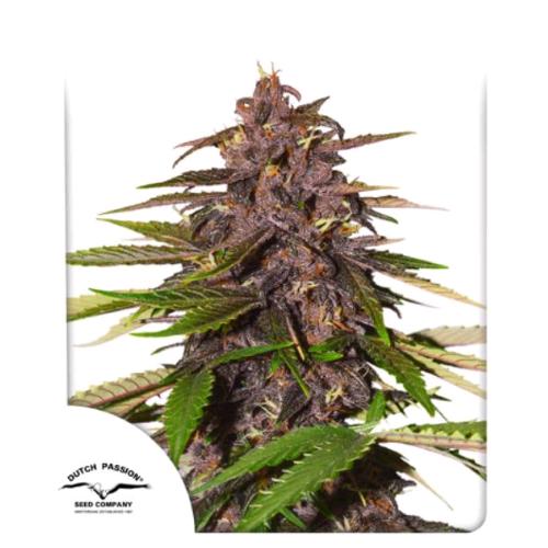 DUTCH PASSION - FORBIDDEN CHERRY AUTO - 7 SEMI