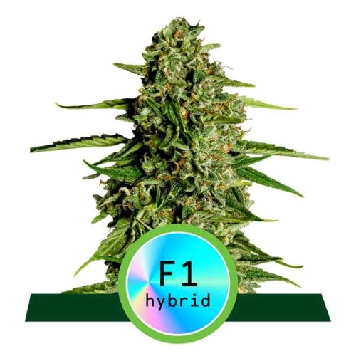 ROYAL QUEEN SEEDS - F1 HYBRIDS - MEDUSA F1 AUTO - 1 SEED