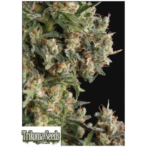 TRIKOMA SEEDS - AK 74 AUTO - 5 SEMI