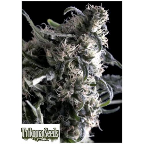 TRIKOMA SEEDS - AL TIRO AUTO - 5 SEMI