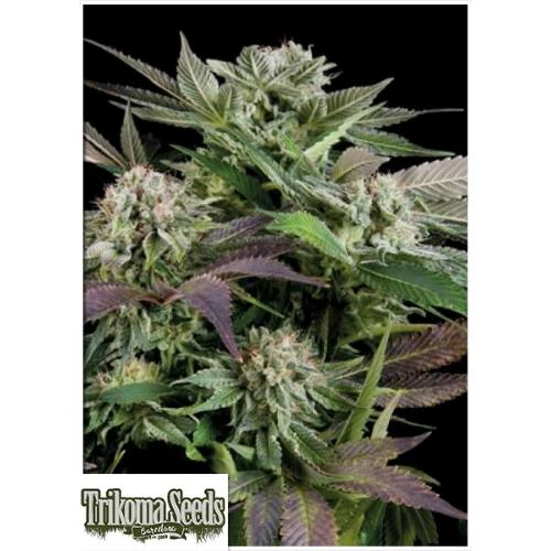 TRIKOMA SEEDS - AUTO BLUE BERRY - 5 SEMI