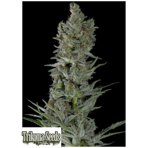 TRIKOMA SEEDS - CRITICAL PLUS AUTO - 5 SEMI