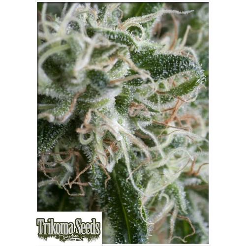 TRIKOMA SEEDS - JACK HERER AUTO - 5 SEMI