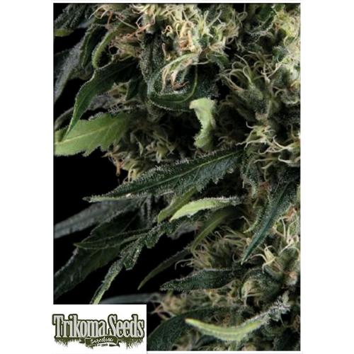 TRIKOMA SEEDS - NORTHERN LIGHTS AUTO - 5 SEMI