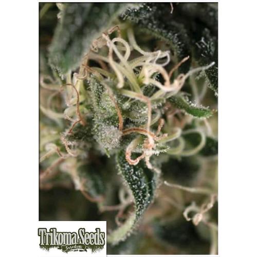 TRIKOMA SEEDS - TOTAL CHEESE AUTO - 5 SEMI