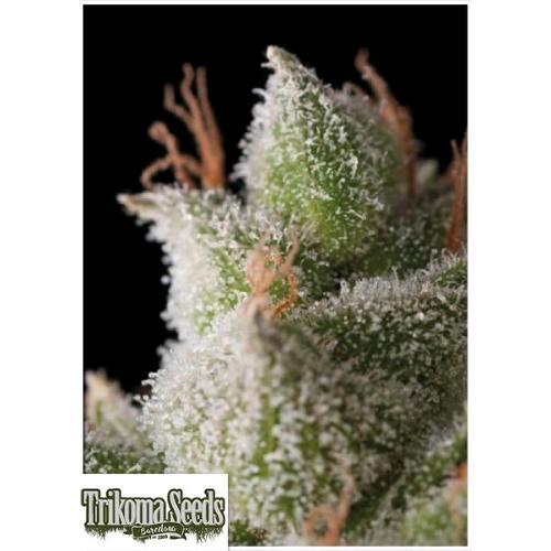 TRIKOMA SEEDS - WHITE WIDOW AUTO - 5 SEMI