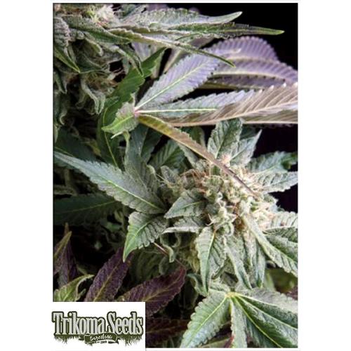 TRIKOMA SEEDS - BLUE BERRY FEM - 5 SEMI