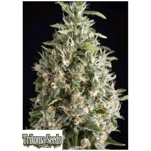 TRIKOMA SEEDS - MALAQUERIDA FEM - 5 SEMI