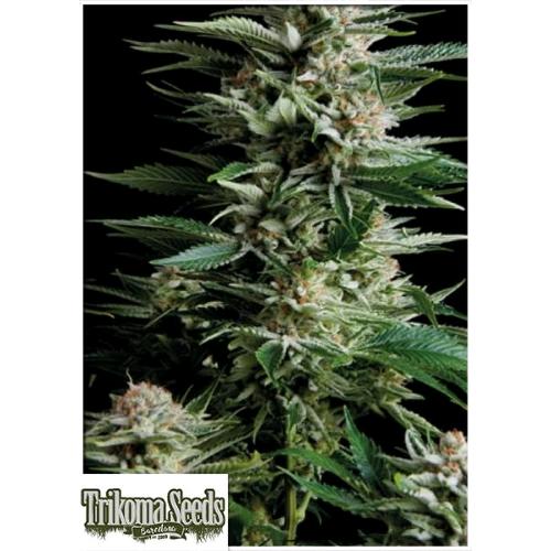 TRIKOMA SEEDS - PATAGONIA FEM - 5 SEMI