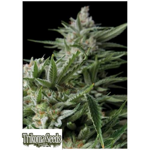 TRIKOMA SEEDS - SWEET MADNESS FEM - 5 SEMI