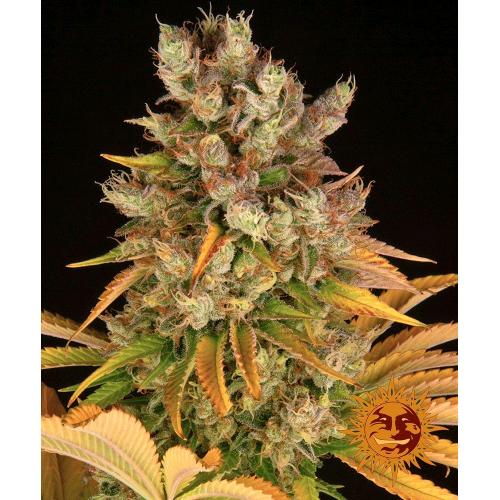 BARNEY'S FARM - GMO FEM - 3 SEMI