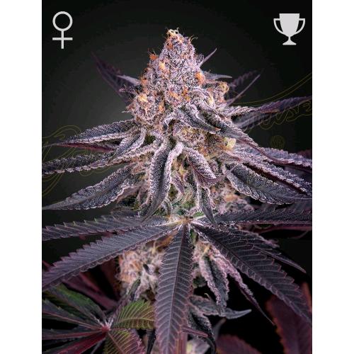 GREEN HOUSE - KING'S JUICE FEM - 10 SEMI