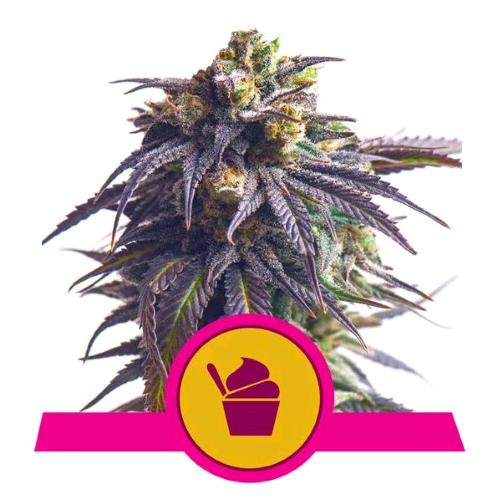 ROYAL QUEEN SEEDS - SUNDAE DRIVER FEM - 5 SEME - USA PREMIUM