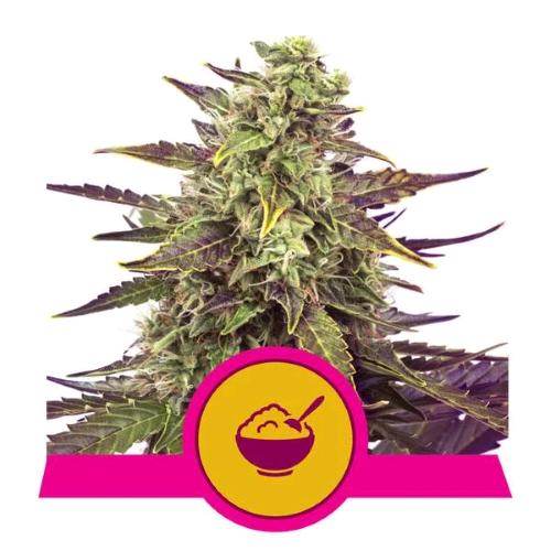 ROYAL QUEEN SEEDS - CEREAL MILK FEM - 10 SEME - USA PREMIUM