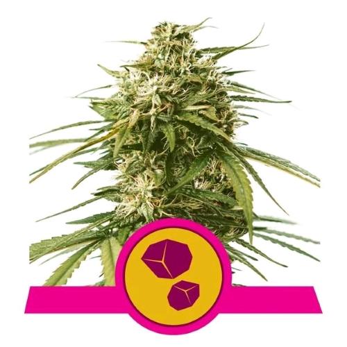 ROYAL QUEEN SEEDS - GUSHERS FEM - 3 SEMI - USA PREMIUM