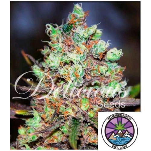 DELICIOUS SEEDS - COTTON CANDY FEM - 3 SEMI