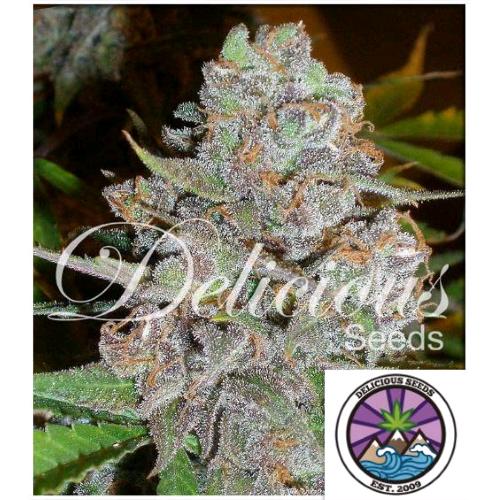DELICIOUS SEEDS - LA DIVA AUTO - 5 SEMI