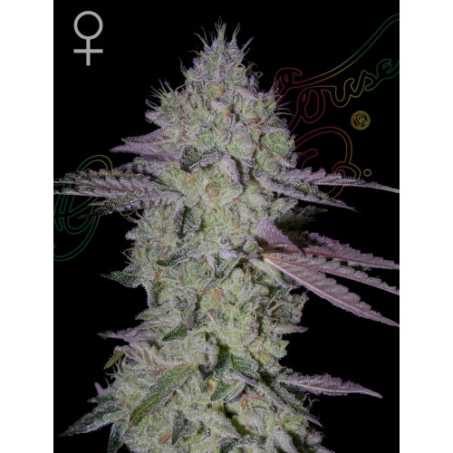 GREEN HOUSE - TARTE TATIN FEM - 5 SEMI