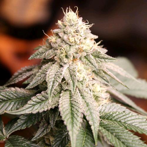 HUMBOLDT SEEDS - SUNSET BRIDE FEM - 10 SEMI