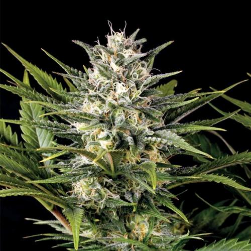 HUMBOLDT SEEDS - PINEAPPLE SKUNK FEM - 3 SEMI