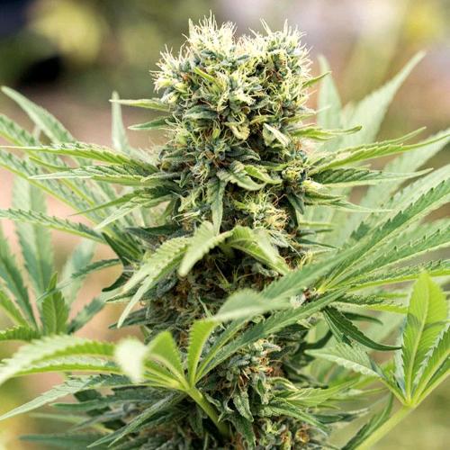 HUMBOLDT SEEDS - DEDOVERDE HAZE FEM - 5 SEMI