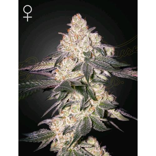 GREEN HOUSE - MOWEETO FEM - 10 SEMI