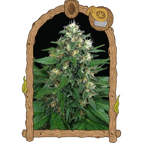 EXOTIC - EXOTIC THAI FEM - 5 SEMI