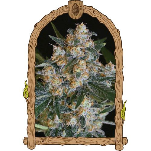 EXOTIC - LEMON CANDY FEM - 10 SEMI