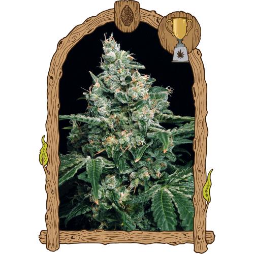 EXOTIC - SIR JACK FEM - 3 SEMI