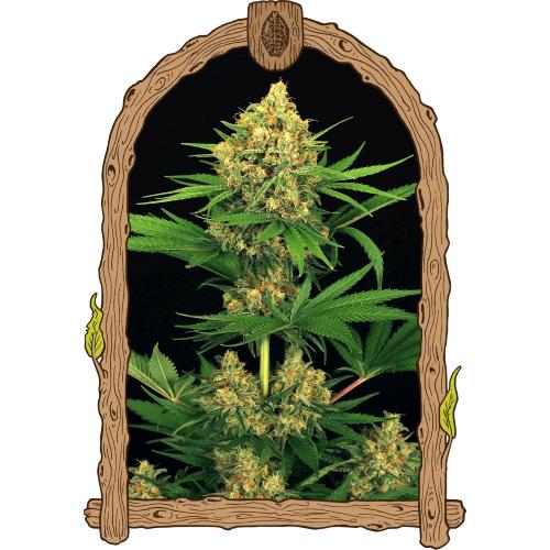 EXOTIC - TANGERINE KUSH FEM - 10 SEMI
