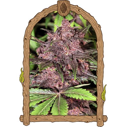 EXOTIC - BLACK HAZE AUTO - 10 SEMI