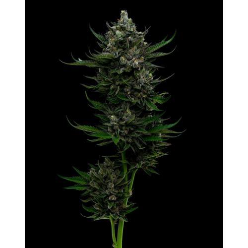 HUMBOLDT SEED COMPANY - ALL GAS OG FEM - 10 SEMI