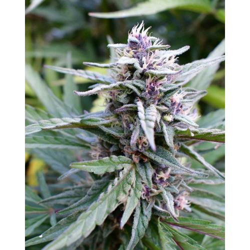 HUMBOLDT SEED COMPANY - HI-BISCUS FEM - 5 SEMI