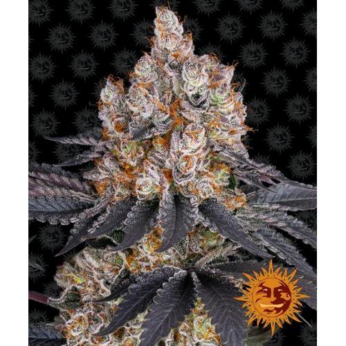 BARNEY'S FARM - GELATO FEM - 10 SEMI