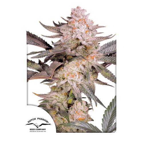 DUTCH PASSION - ORANGE BUD 2.0 FEM - 1 SEME