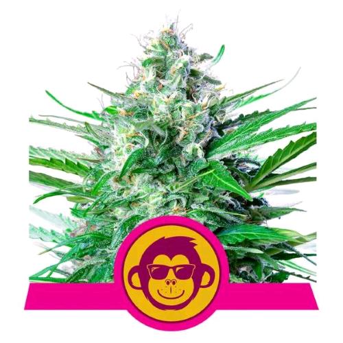 NEW - ROYAL QUEEN SEEDS - GRAPE APE FEM - 3 SEMI