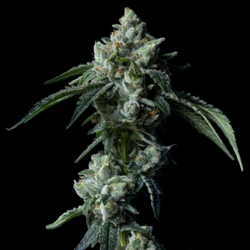 DNA GENETICS - CHALLAH BREAD FEM - 5 SEMI