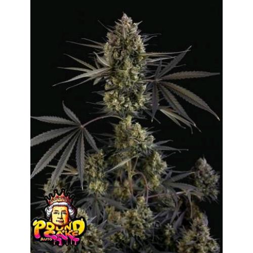 FAST BUDS - POUND CAKE AUTO - 2 SEMI