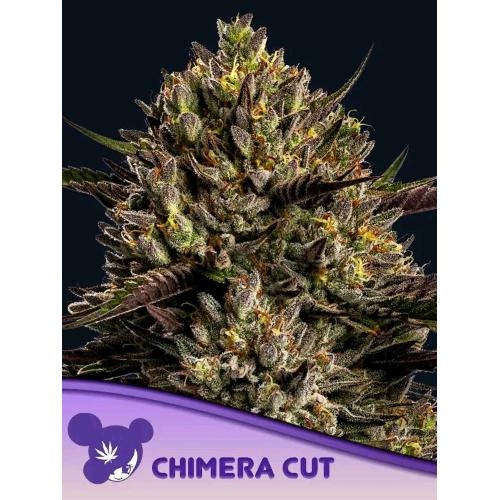 ANESIA SEEDS - CHIMERA CUT FEM - 25 SEMI