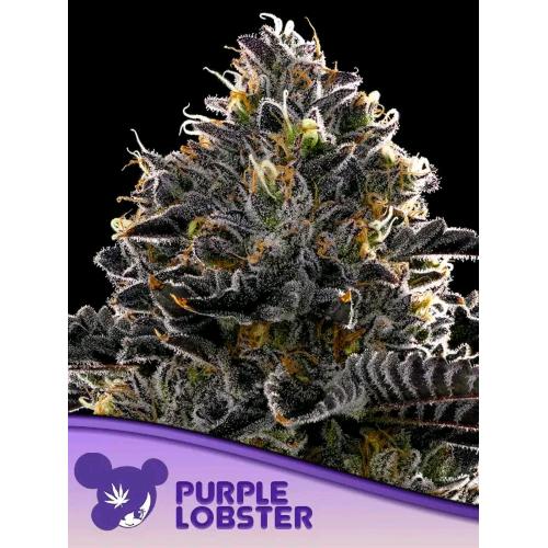 ANESIA SEEDS - PURPLE LOBSTER FEM - 25 SEMI