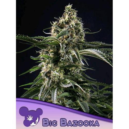 ANESIA SEEDS - BIG BAZOOKA FEM - 25 SEMI