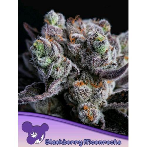 ANESIA SEEDS - BLACKBERRY MOONROCKS FEM - 10 SEMI