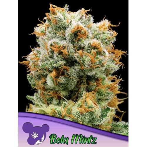 ANESIA SEEDS - BOLA MINTZ FEM - 25 SEMI