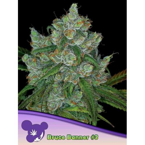 ANESIA SEEDS - BRUCE BANNER #3 FEM - 10 SEMI